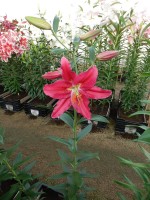 [4337 Rodina VZ No01.JPG]